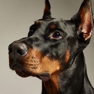 Meet your Posher, Samuel